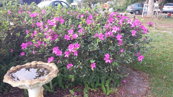 Azaleas, native wildflowers and other plants are blooming across the area, fooled by the warmer than normal temperatures. These azaleas are blooming in the yard of the DeBary home of Paul and Sarah Ball alongside their Christmas decorations. Dinah Voyles-Pulver/NEWS-JOURNAL