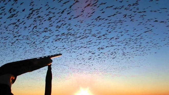 pix for mcnally sun. outdoors on geese 1-3-162. Snow geese crowd the sky as they work into a hunter's decoy spread in Southeast Texas.creditline....special to the times union