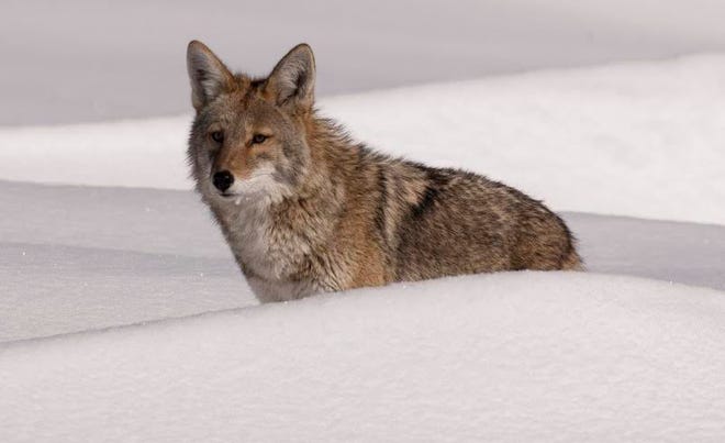 Since the mid-1900s, coyotes have moved from the Midwestern states, through Canada and into the Northeastern and mid-Atlantic states. The first verified account of a coyote in New Hampshire was in Grafton County in 1944. Photo by Steven Morello