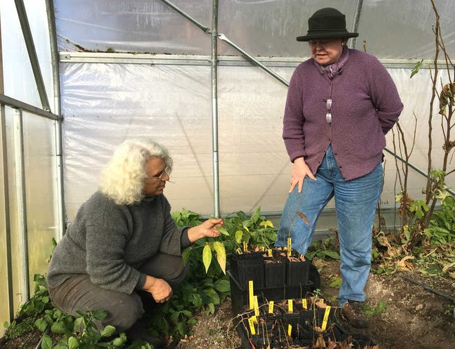 In this photo taken on Dec. 7, 2015, Rebekah Rice, left, and Jean Giblette examine seedlings of trees used in Chinese herbal medicine, after Giblette brought them to Rice's greenhouse for the winter in Delmar, N.Y. Rice, an organic farmer, is participating in a project launched by Giblette to foster medicinal herbs as a profitable niche crop for small farmers. Giblette estimates the market for domestically grown medicinal plants to be $200 million to $300 milliion a year. (AP Photo/Mary Esch)
