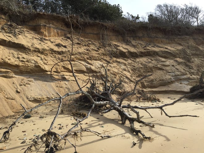 With the exception of a few quiet summer months, the Massachusetts coast is under a constant barrage of disruptive forces that take sand from beaches. This photo shows shoreline erosion in Wellfleet.

DAILY NEWS AND WICKED LOCAL PHOTO/RICK HOLMES