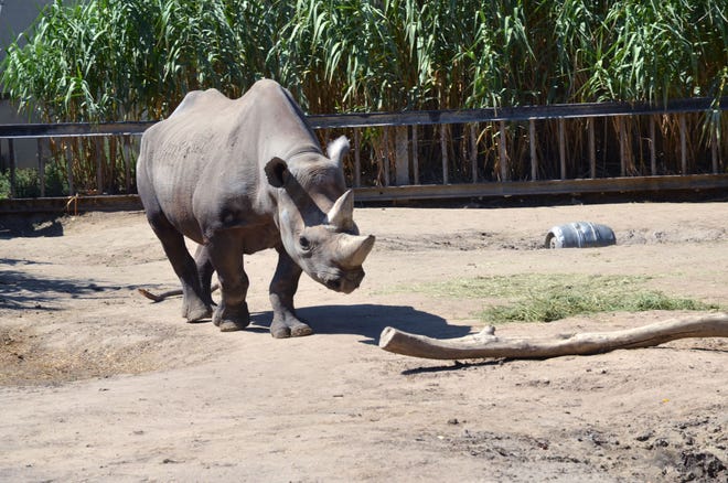 Lee Richardson Zoo looking to bring black rhinos to vacant elephant exhibit