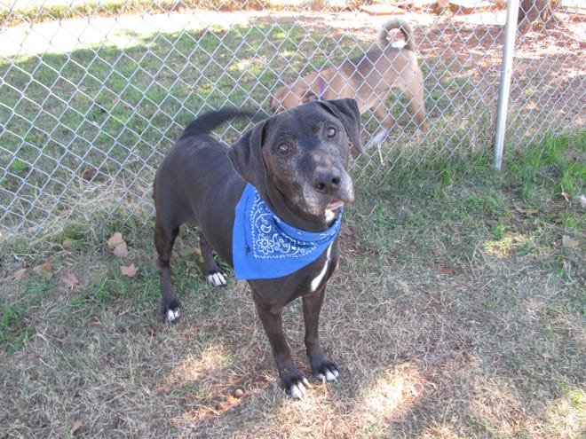 Jake is housebroken, easy to walk and good with dogs and kids. This 7-year-old Labrador may have a little gray in his muzzle but he's a healthy, playful fellow. His number at the Oklahoma City Animal Shelter is 216345, and his adoption fee is $30. All pets are spayed or neutered and have age-appropriate shots and a health check. The shelter is at 2811 SE 29 and is open for adoptions seven days a week from noon until 5:45 p.m. For more information, go to www.okc.petfinder.com or www.okc.gov. [photo provided]