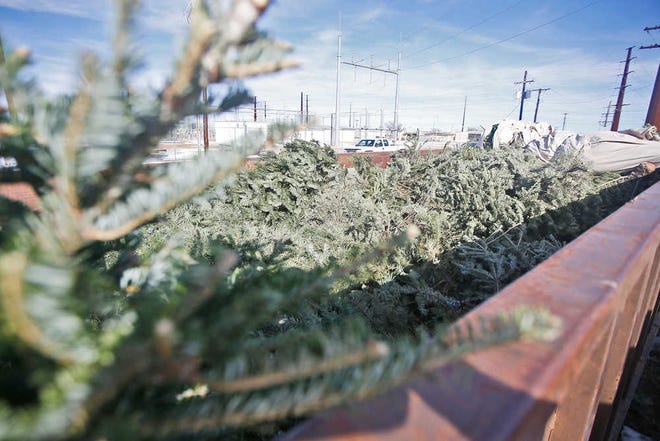 A trash bin is full of old Christmas trees Monday at the Southside Recycling Drop-Off Center in Lubbock. The city will mulch the old trees.