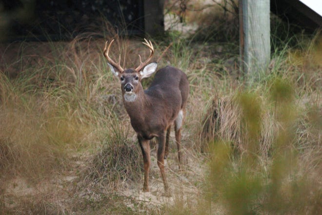 The Bald Head Island Conservancy starting Wednesday evening is again using birth control injections to manage the Brunswick County island's white-tailed deer population. STARNEWS FILE PHOTO