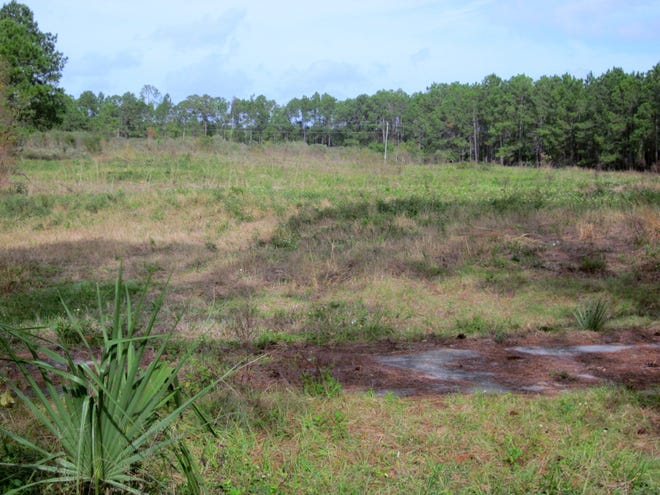 Fields that were once part of the Matanzas Woods Golf Course in the L-section of Palm Coast have become overgrown, and no golf has been played there in nearly a decade. NEWS-JOURNAL/JENNIFER EDWARDS-PARK