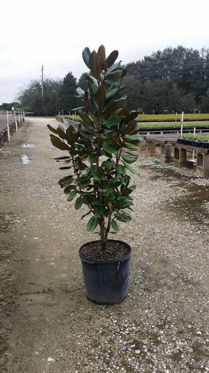 This is the healthiest of the trees that re-birthed from the cuttings of the iconic harbor Destin Magnolia from 2014.