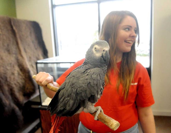 Oakley holds an African grey parrot in the Bill & Alice O'Brien Education Center at the Amarillo Zoo. She started at the zoo as a volunteer.
