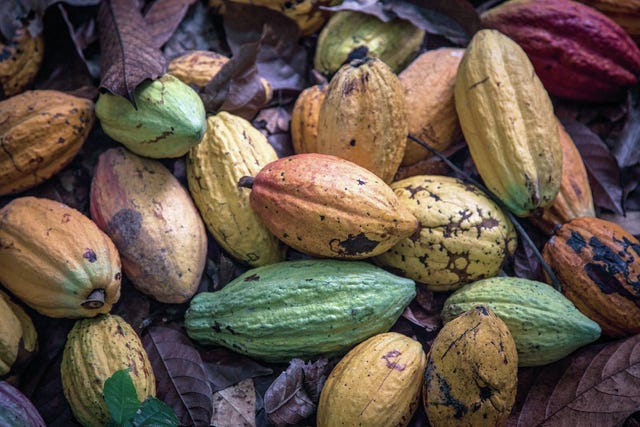 Cocoa fruit sit on the ground during harvesting on a cocoa plantation in Agboville, Ivory Coast, in September. In Sierra Leone, as the memory of Ebola fades, the first signs of economic recovery are showing, with the government making cocoa production a priority. (Bloomberg photo by Jose Cendon)