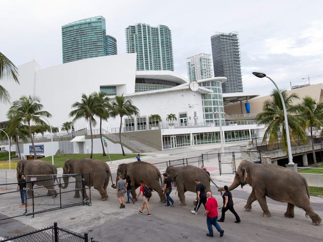 In this Friday, Jan. 8, 2016 file photo, Asian elephants belonging to Ringling Bros. and Barnum & Bailey Circus are lead from their enclosure to a rehearsal at the American Airlines Arena in Miami.