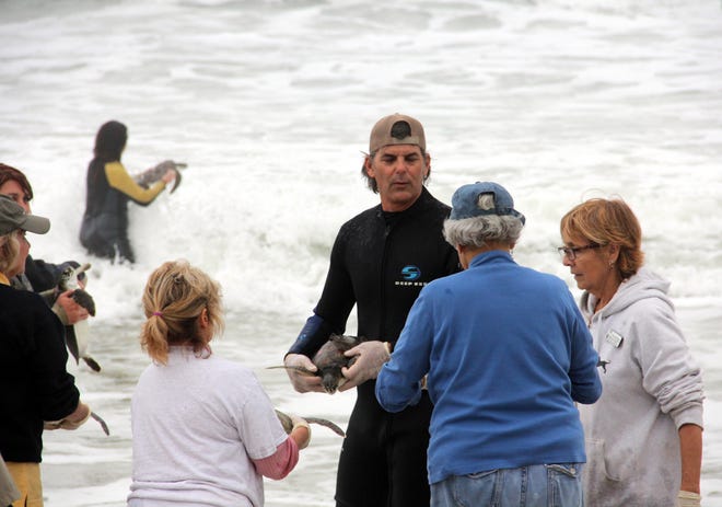 Volunteers at Washington Oaks Gardens State Park give cold-stunned green sea turtles that were transported from North Carolina to Turtle Rescue coordinator Mark Dodd and his team to release into the relatively warm water off Washington Oaks Gardens State Park on Friday afternoon. NEWS-TRIBUNE/MARK ESTES