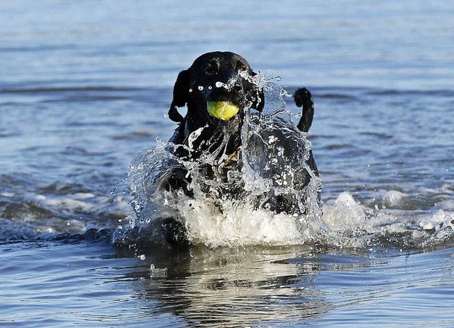 Terry.Dickson@jacksonville.com Tula, a lab mix, retrieves a tennis ball at Gould's Inlet on St. Simons Island. Conservation groups have appealed Sea Island Acquistions' plan to build a sand retention groin there.