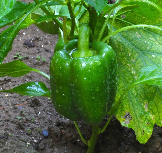 This July 22, 2011 photo shows a green pepper growing in a raised bed garden in New Market, Va, where the ground is saturated using water from a residential well which is generally safer than that taken from streams or ponds. Contaminated water in the garden is a frequent contributor to food-borne illnesses. Use only potable water for your produce. (Dean Fosdick via AP)