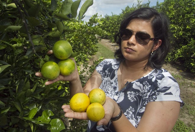 University of Florida Assistant Professor of Horticultural Sciences Tripti Vashisth shows healthy Hamlin oranges, left, still attached to the tree and pre-harvest fruit drop oranges in a greening affected research grove near Lake Alfred in Polk County.