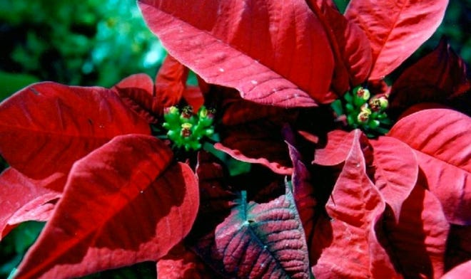 Potted poinsettias (euphorbia pulcherrima) can be planted in the landscape in early March. To maintain their vigor until then, place them in bright light, and keep the soil moist. Pots can be set outdoors during warm spells. In spring, cut back hard, install in sun or light shade and mulch heavily. This Mexican native is propagated with cuttings.
— Charles Reynolds
