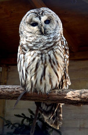 This barred owl is one of the several permanent residents at the Woodford Cedar Run Wildlife Refuge in Medford.