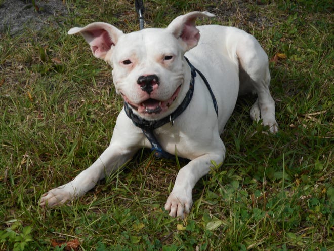 Flower is a 2-year-old female pit bull mix.