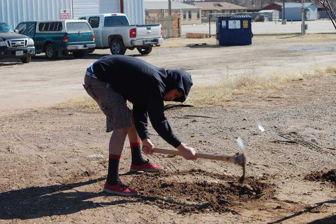 A volunteer helps dig holes along Avenue A to plant trees for the Lubbock Roots Historic Arts Council East Lubbock Gateway Project on Martin Luther King Day.