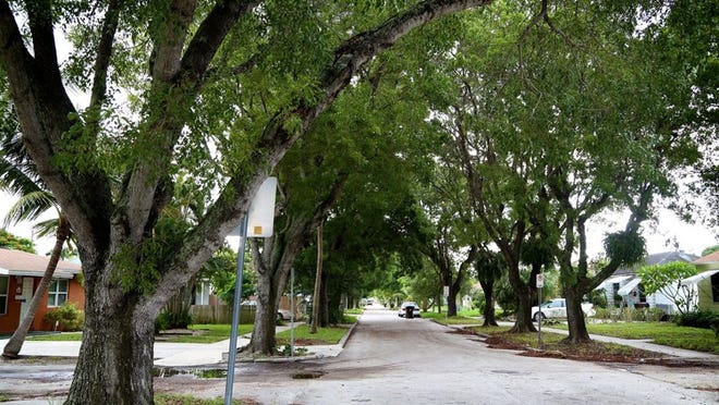 A tree-lined street in the Parker Ridge neighborhood in West Palm Beach. (Richard Graulich The Palm Beach Post)