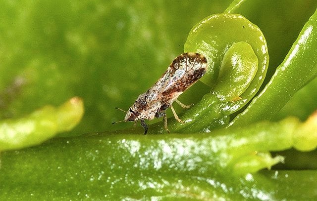 A quarantine aimed at containing the Asian citrus psyllid, seen here on a young citrus leaf, has expanded to include the movement of citrus plants, leaves and fruit. COURTESY DAVID HALLl/USDA
