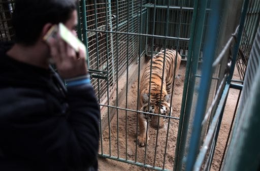 In this Sunday, Jan 10, 2016 photo, Palestinian owner of the South Jungle Zoo, Mohammed Ouida, stands in front of the cage of the African tiger, in Rafah, southern Gaza Strip. The African tiger at the zoo in southern Gaza Strip was emaciated, its belly shrunken and its striped coat loose. Inside its cage, it rumbled and strode nervously back and forth. "œI swear to God the tiger has not eaten for four or five days," said Ouida. "œIt needs 100 shekels (about $20) of food a day." (AP Photo/ Khalil Hamra)