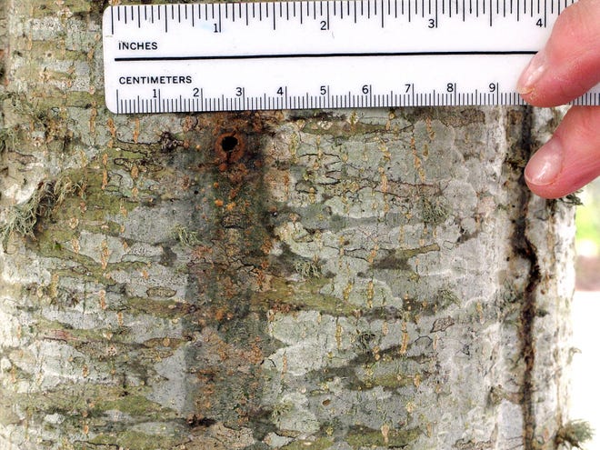 The exit hole from a borer can allow disease to enter the tree that will cause the trunk to rot. Borers do not necessarily kill a tree, but they can cause significant damage. SUBMITTED