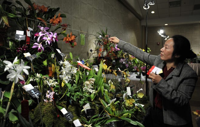 Kelley Grinnan uses an extension stick to get a second-place ribbon on a winning entry at the Cape and Islands Orchid Society's 27th annual show running this weekend at the Resort and Conference Center in Hyannis. Steve Heaslip/Cape Cod Times