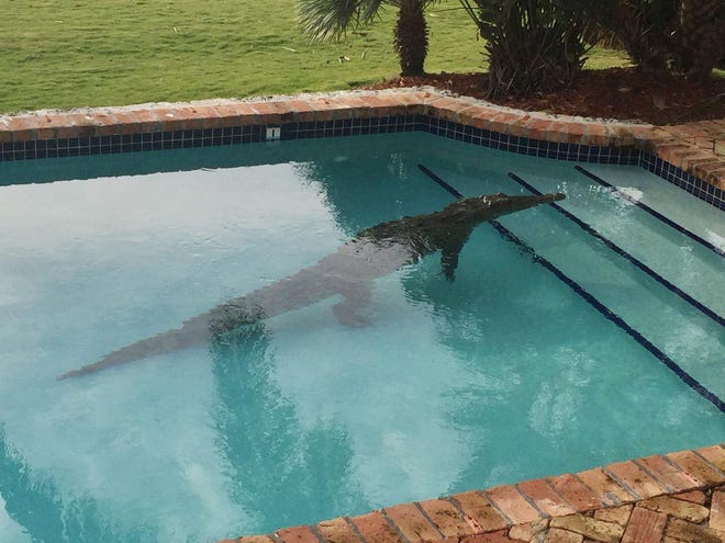 In this photo provided by the Monroe County Sheriff's Office, a crocodile swims in a privately owned pool in Islamorada, Fla., Thursday, Jan. 21, 2016. The Florida Fish and Wildlife Conservation Commission assisted in the removal of the crocodile. (Lieutenant David Carey/Monroe County Sheriff's Office via AP)