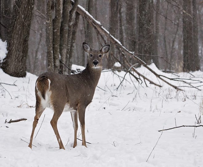 White-tail deer are common in Pennsylvania's woods. (Big Stock)