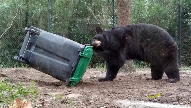 Billy, the North American black bear at the Jacksonville Zoo and Gardens, accepts the "bear-resistant" waste bin latch challenge in early January. The latch held strong, and Billy was rewarded with snacks for his effort.
