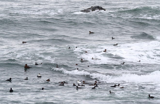 Sea ducks cluster near rocks at Sachuest Point National Wildlife Refuge. A member of the Audubon Society of Rhode Island will lead a tour on Saturday. The Providence Journal/Kathy Borchers file