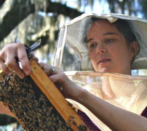 Ashley Mortensen, a doctoral candidate in the University of Florida's Honey Bee Research and Extension Laboratory, will present 'In Vitro Rearing Of Bees' at the St. Johns County Beekeepers Meeting on Feb. 1.
