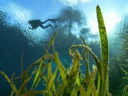 A diver swims by algae-covered eel grass at Silver Springs State Park.