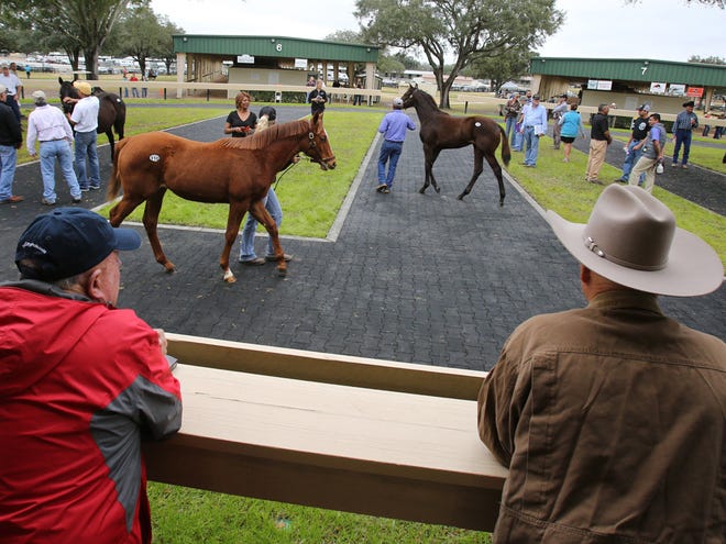 Prospective buyers look on as thoroughbreds are led through the outside walking ring during the Winter Mixed Sale at the Ocala Breeders' Sales Company on Southwest 60th Avenue in Ocala Wednesday.