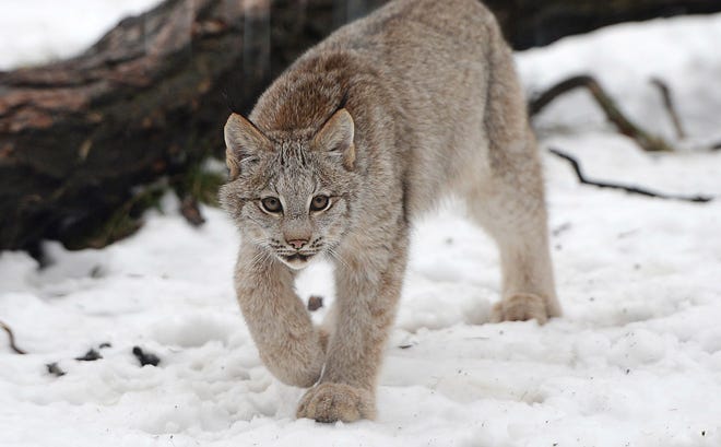 Sitka, a Canadian lynx, plays outside at the Erie Zoo in Erie on Jan. 26. GREG WOHLFORD/