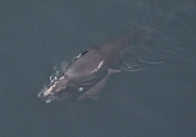 A 6-year old North Atlantic right whale that shut down shipping traffic in the busy St. Johns River near Mayport in January 2011 made news again over the weekend, when she was spotted off the Georgia coast with her first known calf. She was photographed by Sea2Shore Alliance under NOAA Permit #15488. Photo provided by Sea2Shore Alliance.