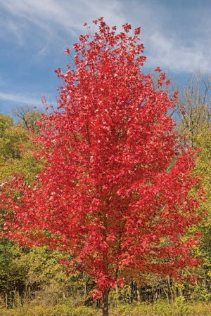 Thinkstockphotos.com A red maple tree shows off its fall colors.