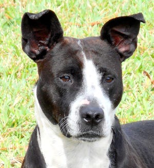 Shasta is a 4-year-old spayed female terrier mix.