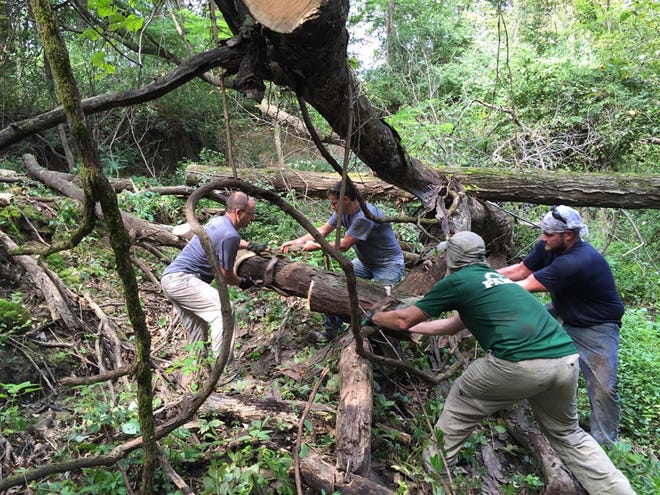 Peoria Area Mountain Bike Association volunteers cut downed trees to use in the repair of a mountain bike bridge in Dirksen Park. Six bridges were damaged by a period of heavy rain in spring 2015. A