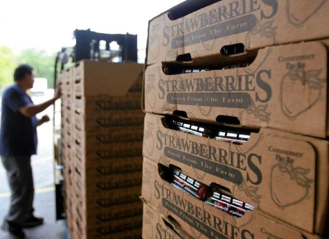 New federal dietary guidelines advise Americans consume more fresh fruits and vegetables, good news for Florida’s strawberry growers and packinghouses. Workers at Hinton Farms in Dover move fresh-picked berries to a cooler until shipment to a packing house for distribution to supermarkets.