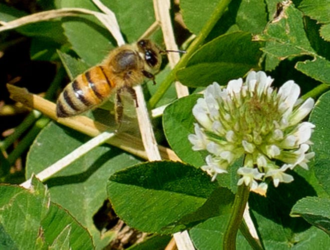Mississippi State University participated in a recent U.S. Department of Agriculture study that looked at several herbicides' toxicity to honey bees. (Photo by MSU Extension Service/Kevin Hudson)