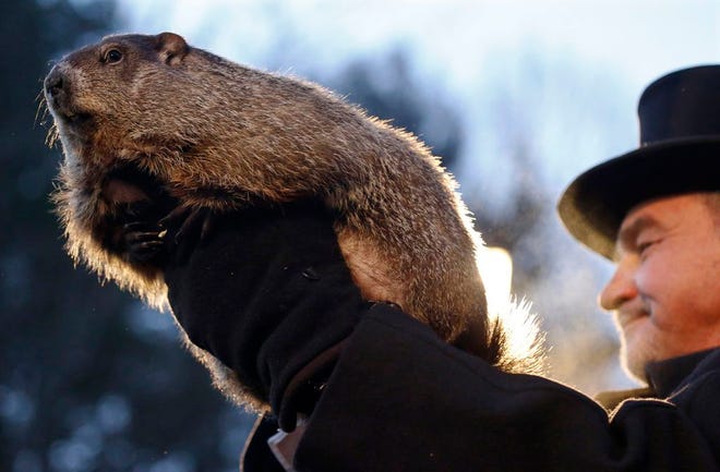 Groundhog Club co-handler John Griffiths holds Punxsutawney Phil during the annual celebration of Groundhog Day on Gobbler's Knob in Punxsutawney, Pa., Tuesday, Feb. 2, 2016. The handlers say the furry rodent has failed to see his shadow, meaning he's "predicted" an early spring.