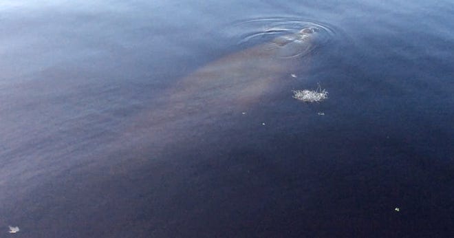 A manatee was spotted in Trout Lake in Eustis on Tuesday. RICHARD GOODMAN / SUBMITTED