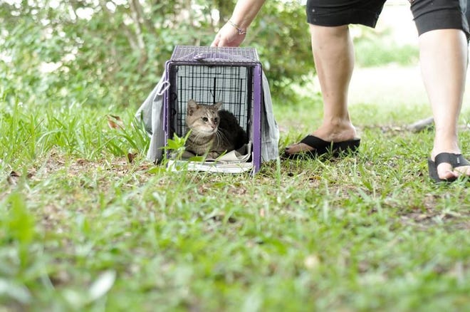 A TNR worker prepares to release a cat that has been neutered. This week, Mount Dora agreed to utilize the service to cut down on its feral cat population.