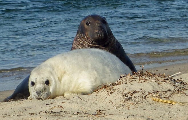 A gray seal mother and pup lie on the beach of Muskeget Island at Nantucket, Mass., on Jan. 7, 2016. NOAA scientists are using a pair of drones as part of an effort to photograph the country's biggest seal breeding colony on the island. (Kimberly Murray/National Oceanic and Atmospheric Administration via AP)