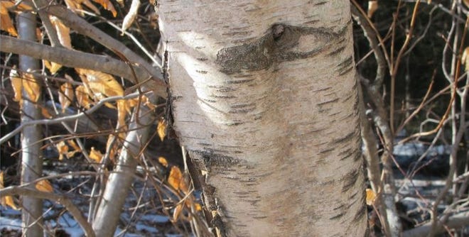 Similar to a white birch, a gray birch's bark is "dirty looking." Courtesy of Henry Homeyer