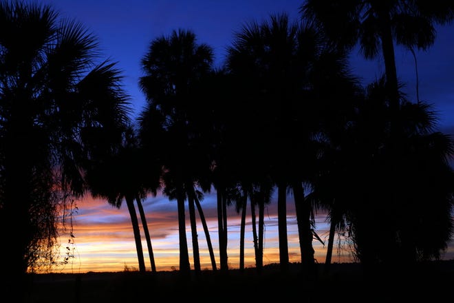 Palm trees are silhouetted by the sun setting over Tuscawilla Preserve, which was acquired in part through Florida Forever funds, south of Micanopy.