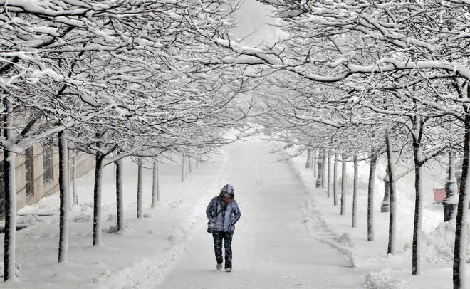 A pedestrian walks between rows of snow-covered trees on Martin Luther King Jr. Blvd. in Worcester, Mass. during a snowstorm on Friday, Feb. 5, 2016. (Paul Kapteyn/Worcester Telegram & Gazette via AP)