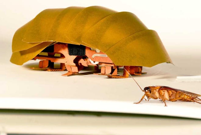 This photo provided by PolyPEDAL Lab UC Berkeley, shows the compressible robot, CRAM with a real cockroach. When buildings collapse in future disasters, the hero helping rescue trapped people may be a cheap robotic roach. Repulsive as they seem, cockroaches have the unusual ability to squish their bodies down to one quarter their normal size, yet still scamper at lightning speed. Add to that, the common roach can withstand 900 times its own body weight without being hurt. That's the equivalent to a 200-pound man who wouldn't be crushed 90 tons on his head. (PolyPEDAL Lab UC Berkeley/Tom Libby, Kaushik Jayaram and Pauline Jennings via AP)