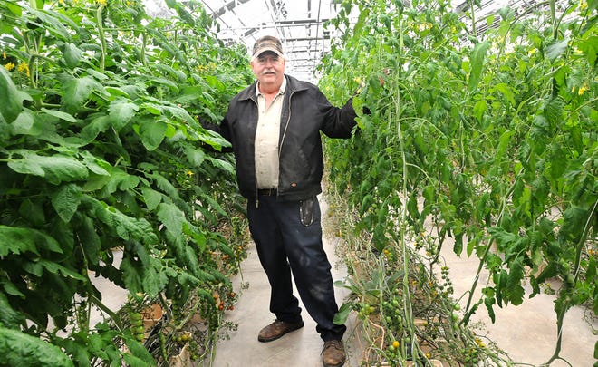 Matt Maximuck Sr. owns the farm in Buckingham, one of the largest in the region that grows hothouse lettuce and tomatoes hydroponically and sells them to area supermarkets and restaurants.
